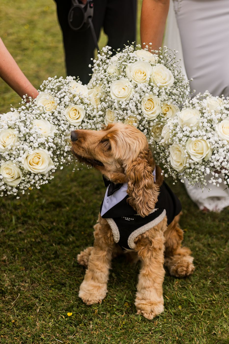 Adorable brown dog sniffing white roses and baby's breath bouquet on grassy lawn.