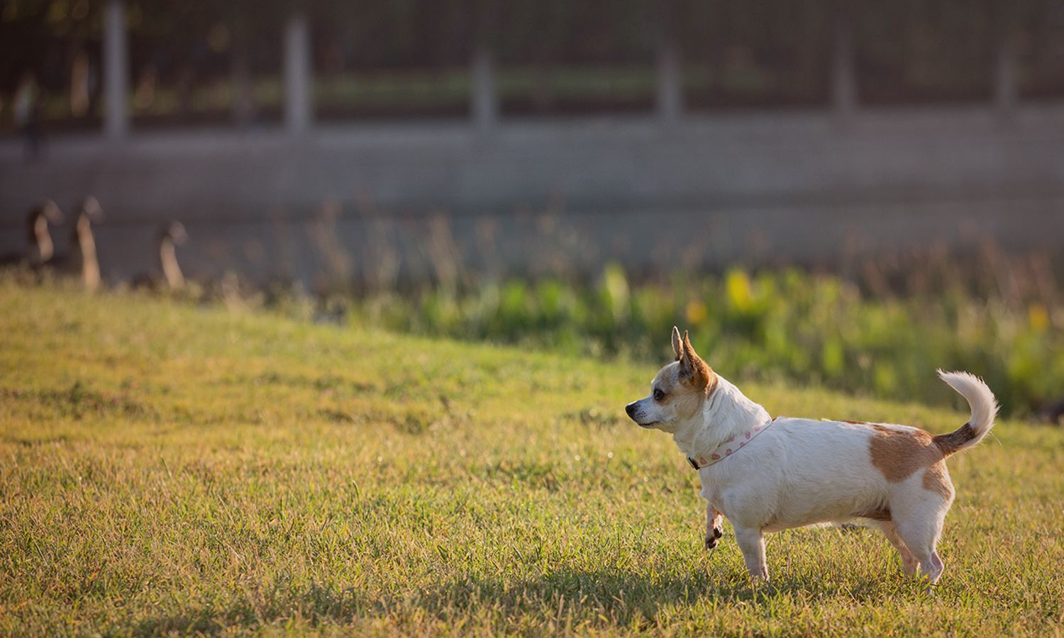 White and brown Chihuahua dog pointing at some geese in a grassy field during golden hour.