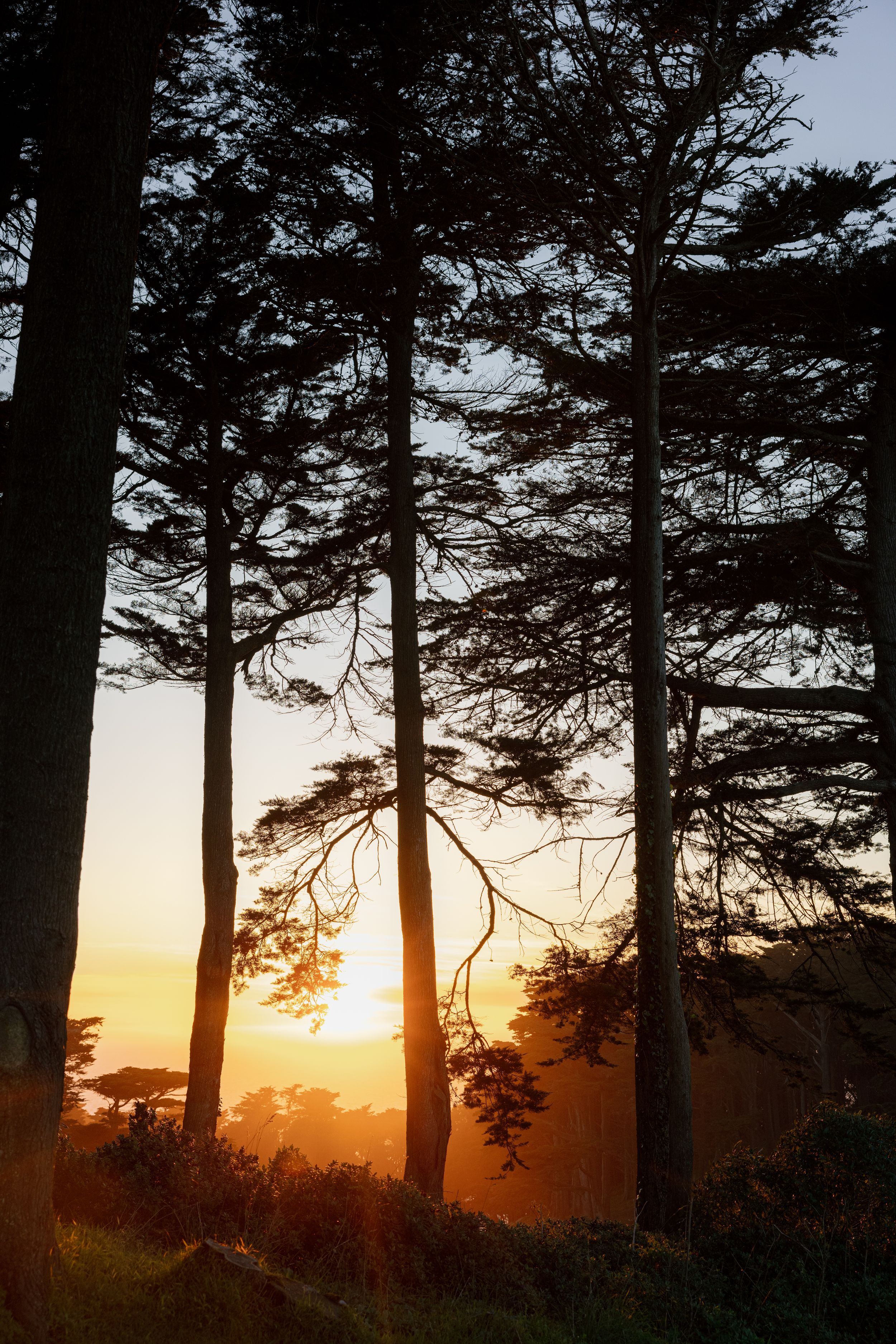 Golden sunlight streams through tall evergreen trees silhouetting their trunks against a glowing sunset sky.