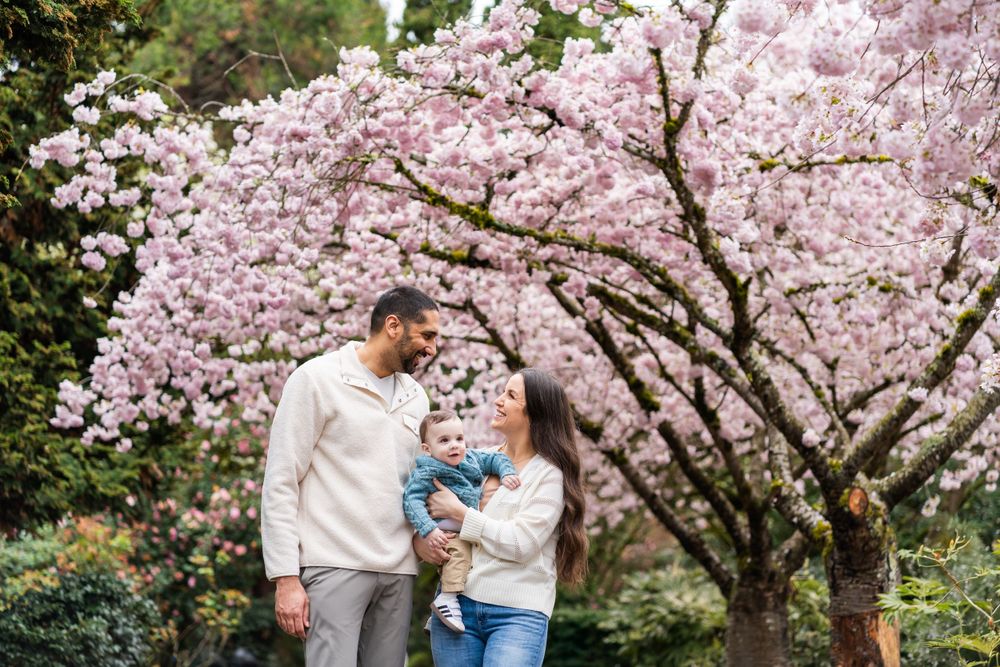 Mom and dad walking with baby in a cherry blossom garden in Bellevue.