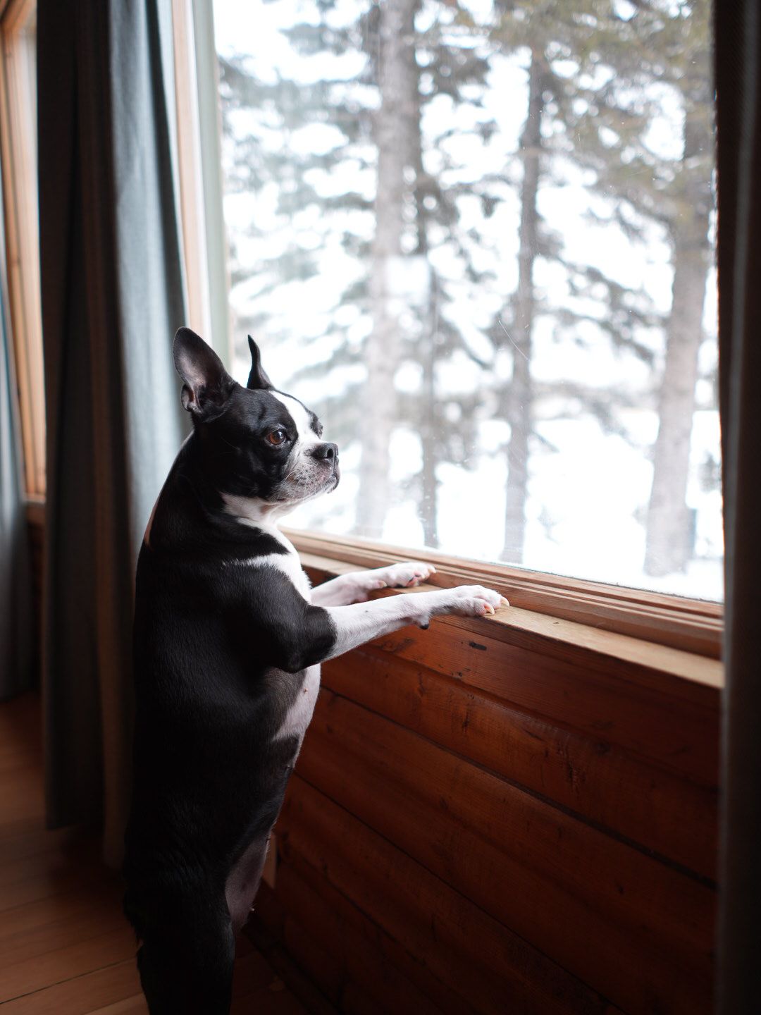 Black and white dog looks out snowy window in cozy cabin interior.