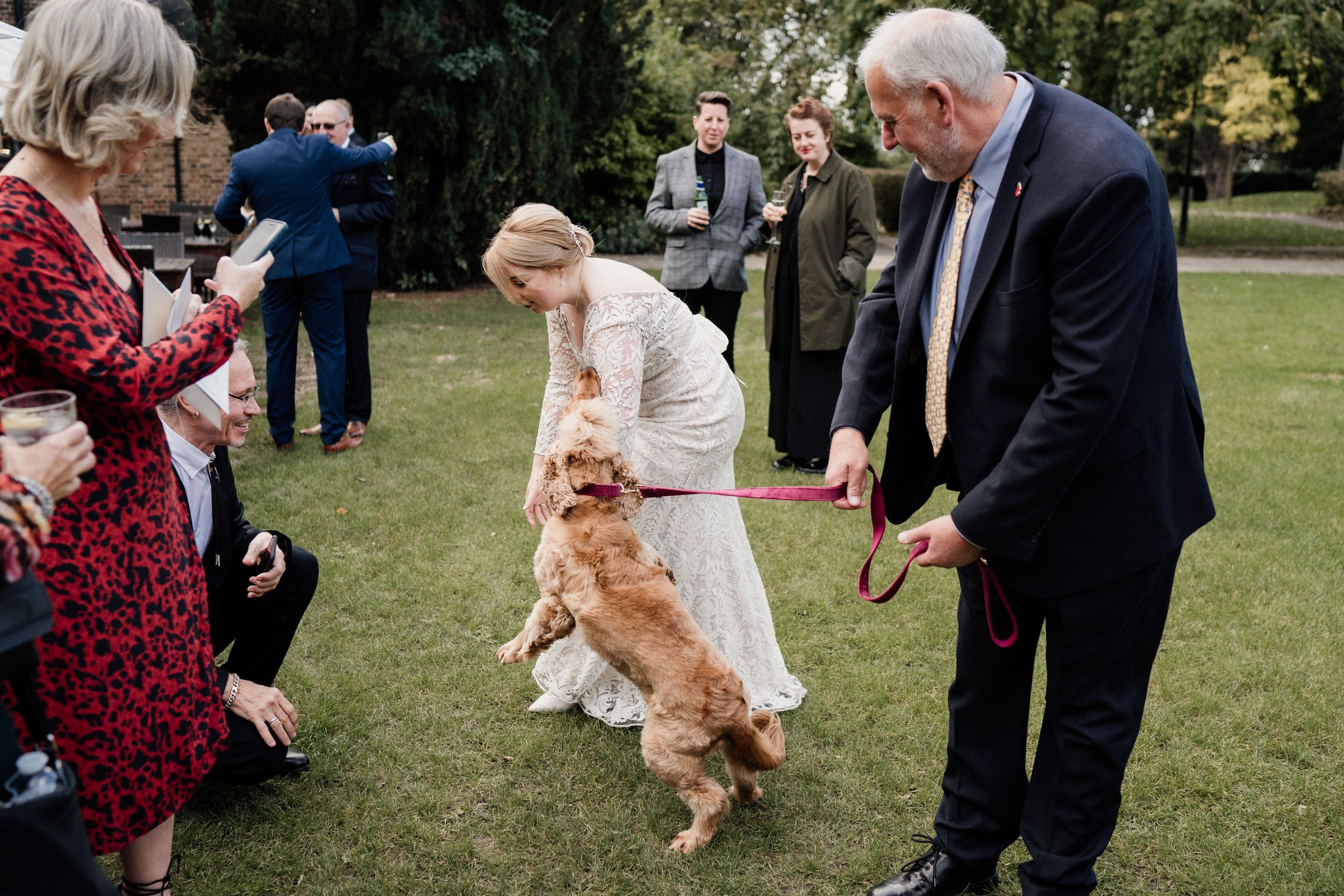 Golden cocker spaniel jumps excitedly during outdoor wedding celebration.