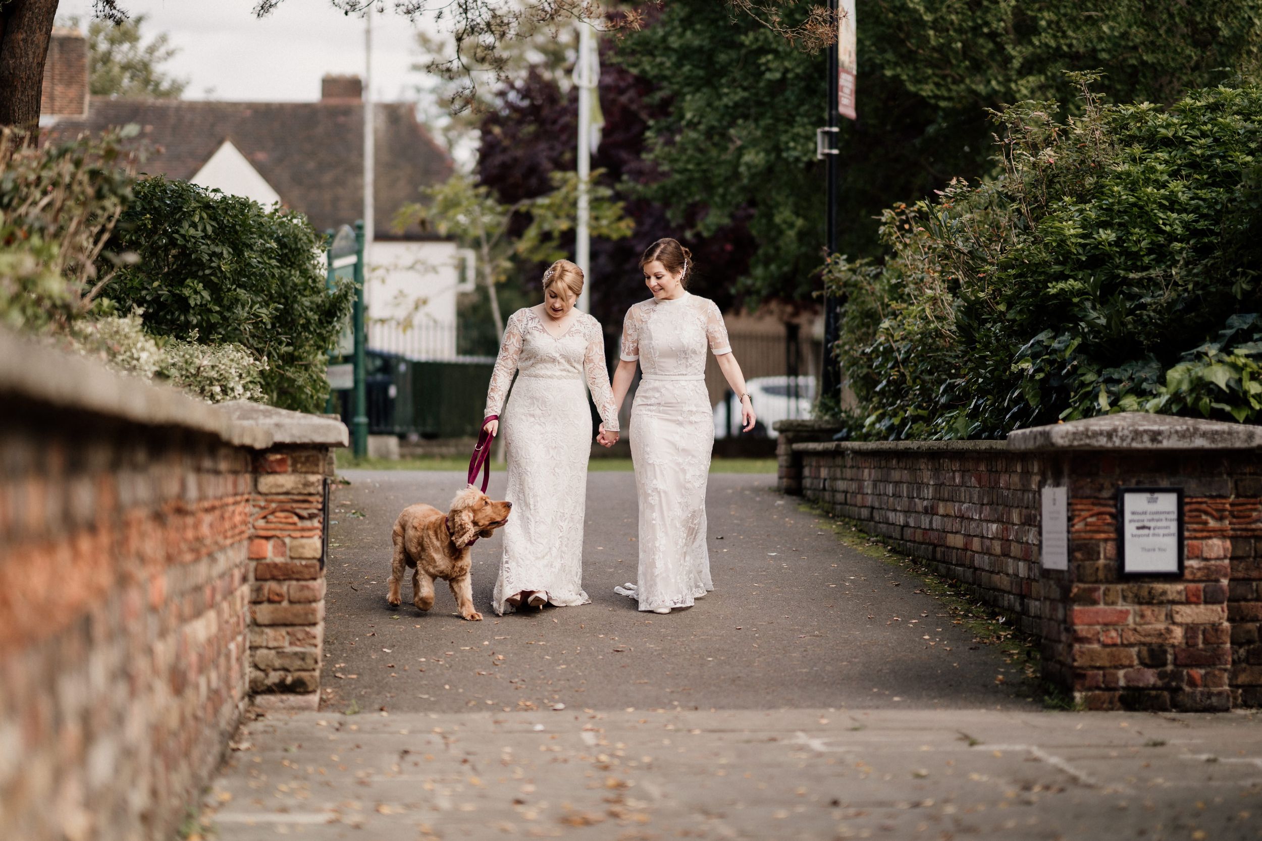 Couple in white dresses walk with golden dog down brick-lined pathway.