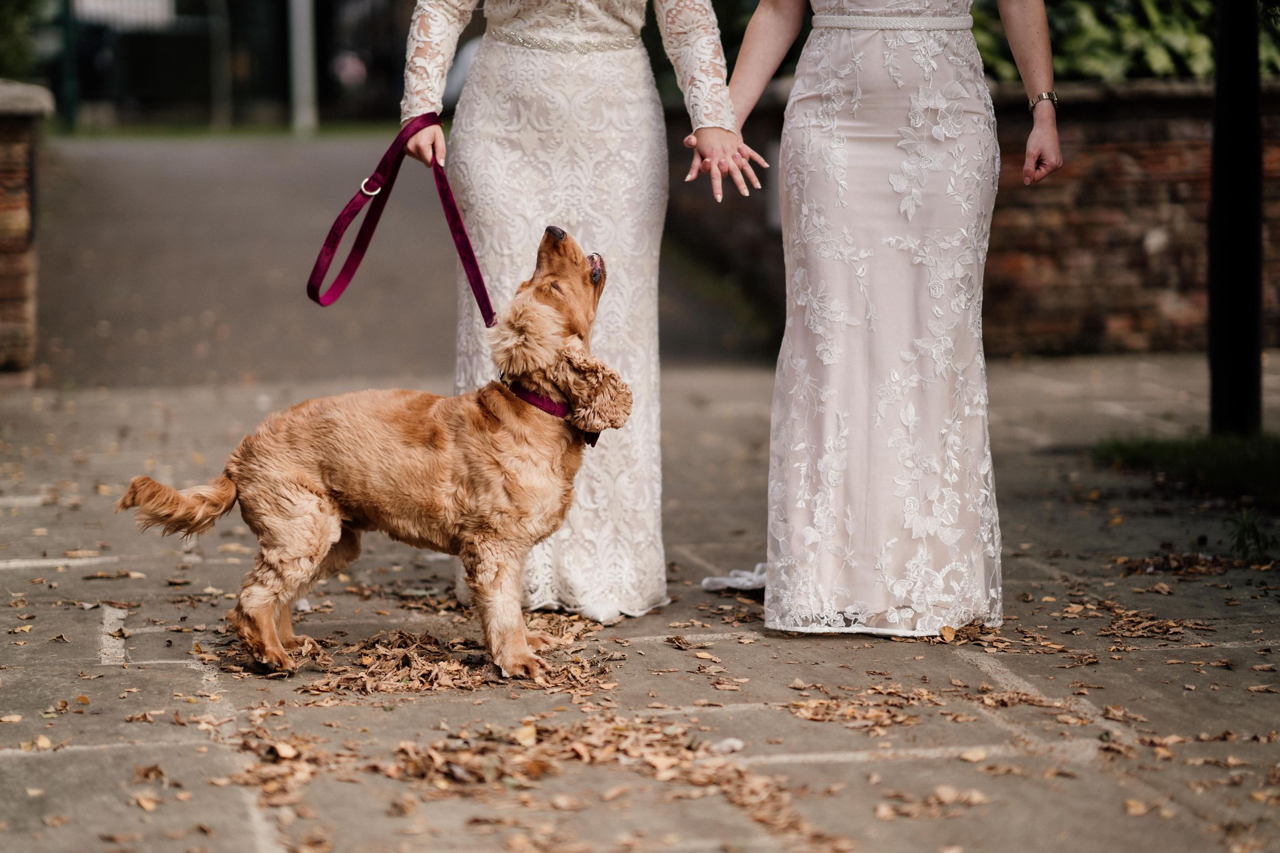 A golden-colored dog on a leash stands beside two people wearing lace wedding dresses on a stone path.