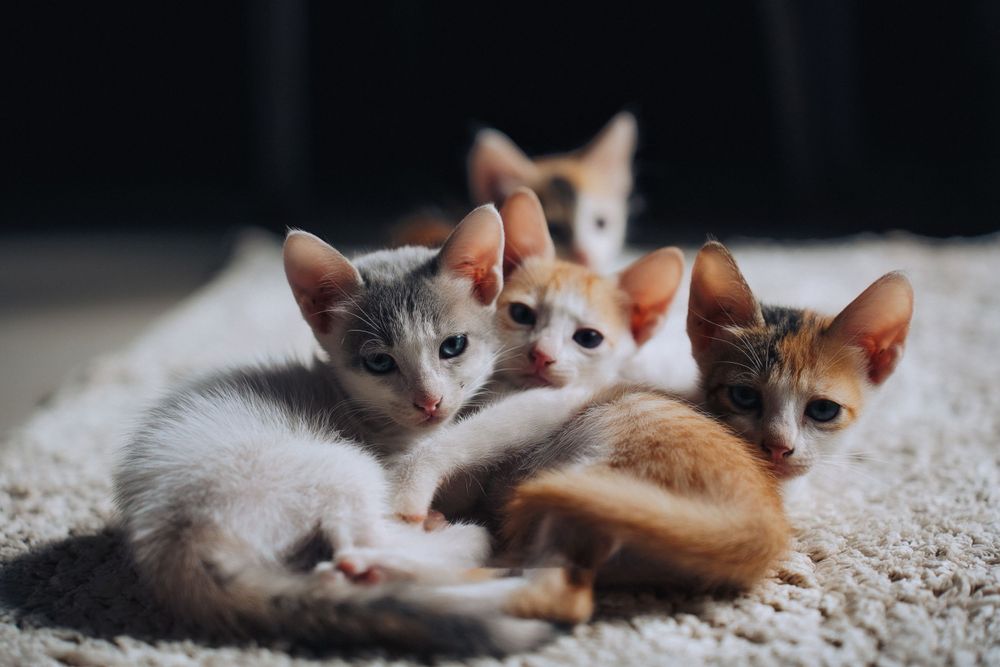 Adorable kittens cuddling together on a light colored surface.