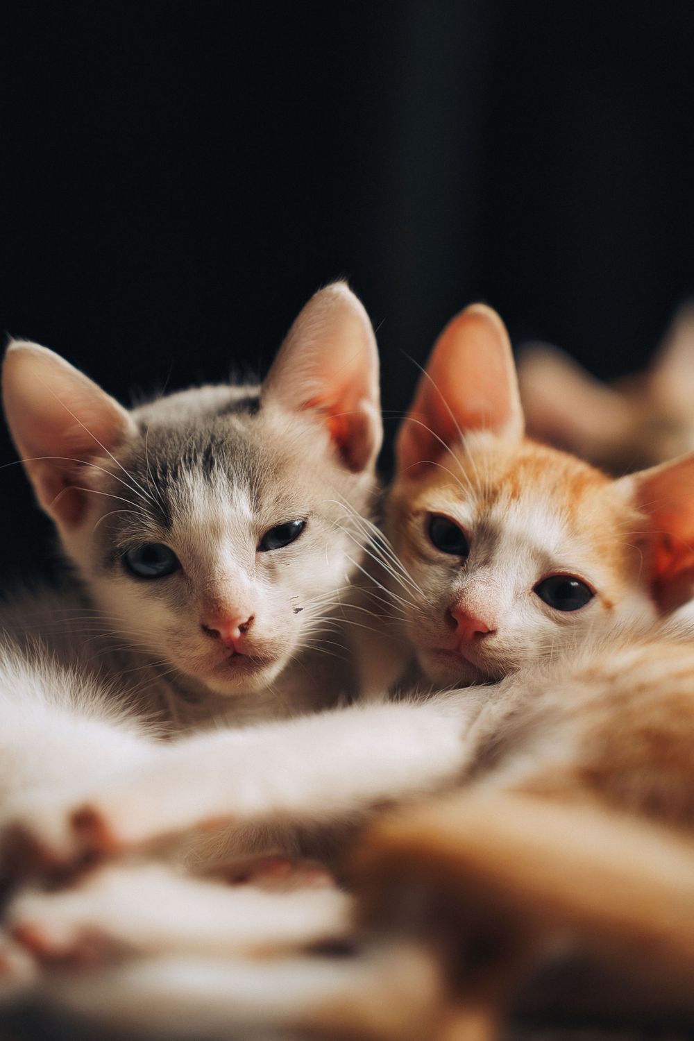 Close-up view of multiple cat faces peeking from behind a surface in soft lighting.