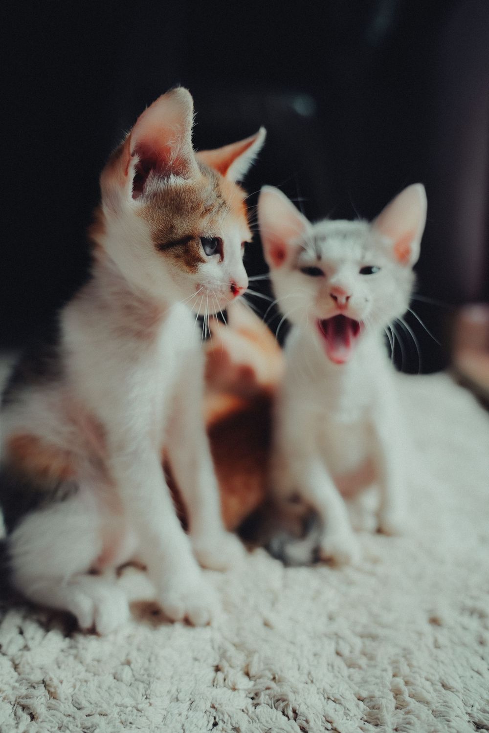 A group of white kittens with ginger markings sitting together on a light colored carpet.