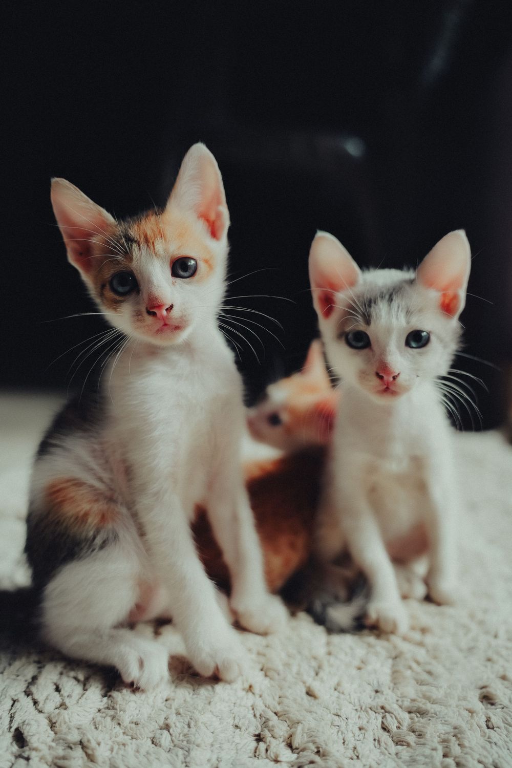 Four adorable white kittens with orange patches sitting in a row on a beige surface.