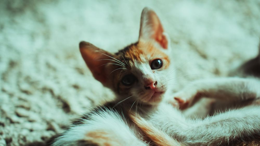 Side view of white and ginger kittens resting on a textured carpet.