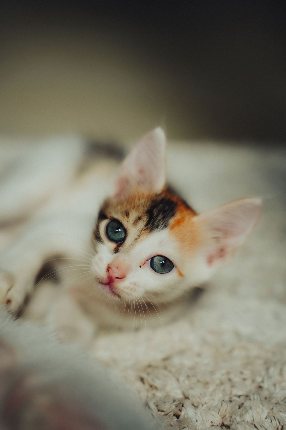 Close-up portrait of white kittens with blue eyes lying on a light colored surface.