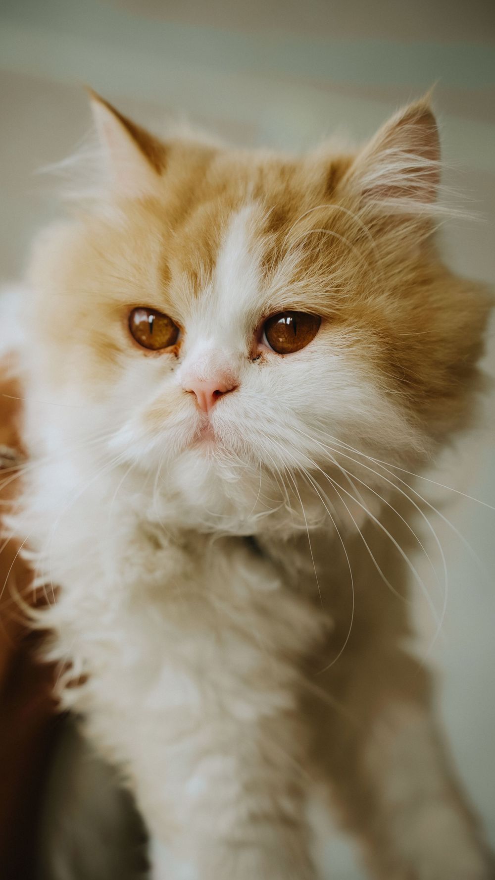 Close-up profile shots of a fluffy cream and white Persian cat.