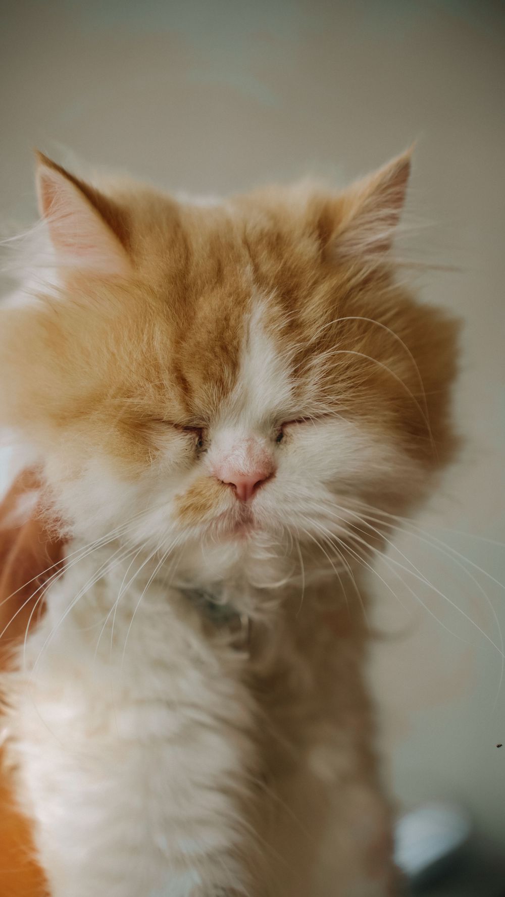 Series of portraits showing a sleepy cream and white Persian cat.