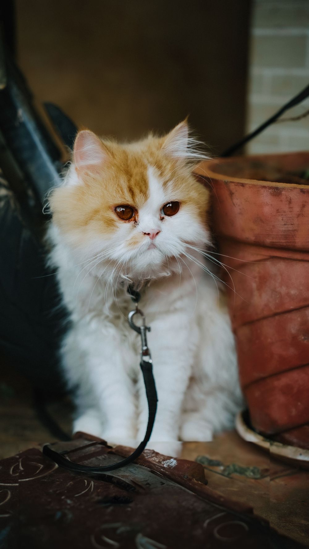 Fluffy cream-colored Persian cat wearing a black harness near terracotta planters.