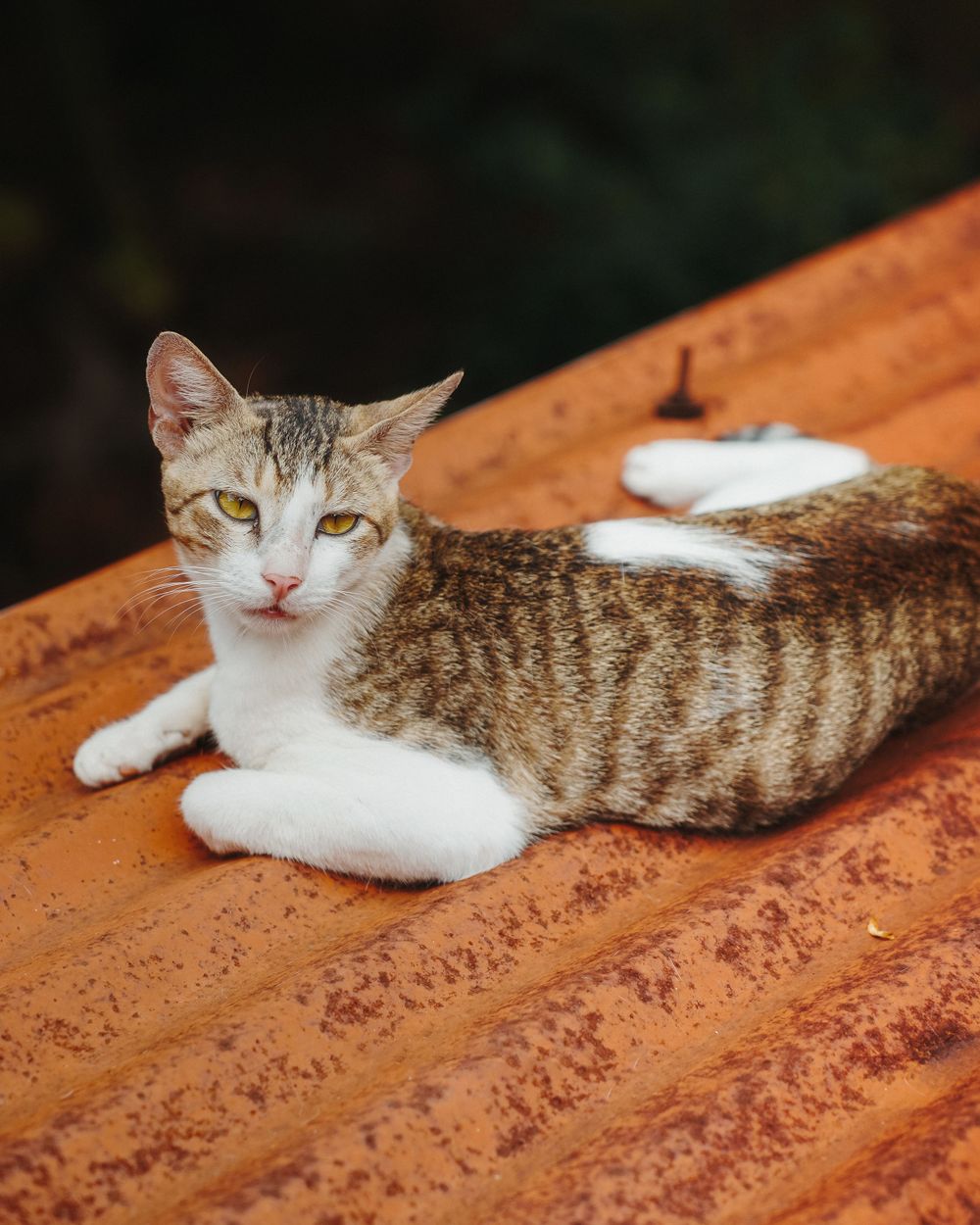 Striped tabby cat lounging on an orange-colored wooden surface.