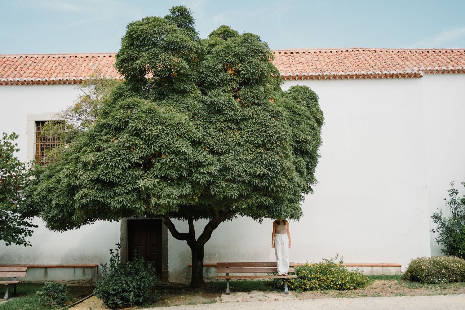 Large lush green tree growing against white building with terra cotta roof.