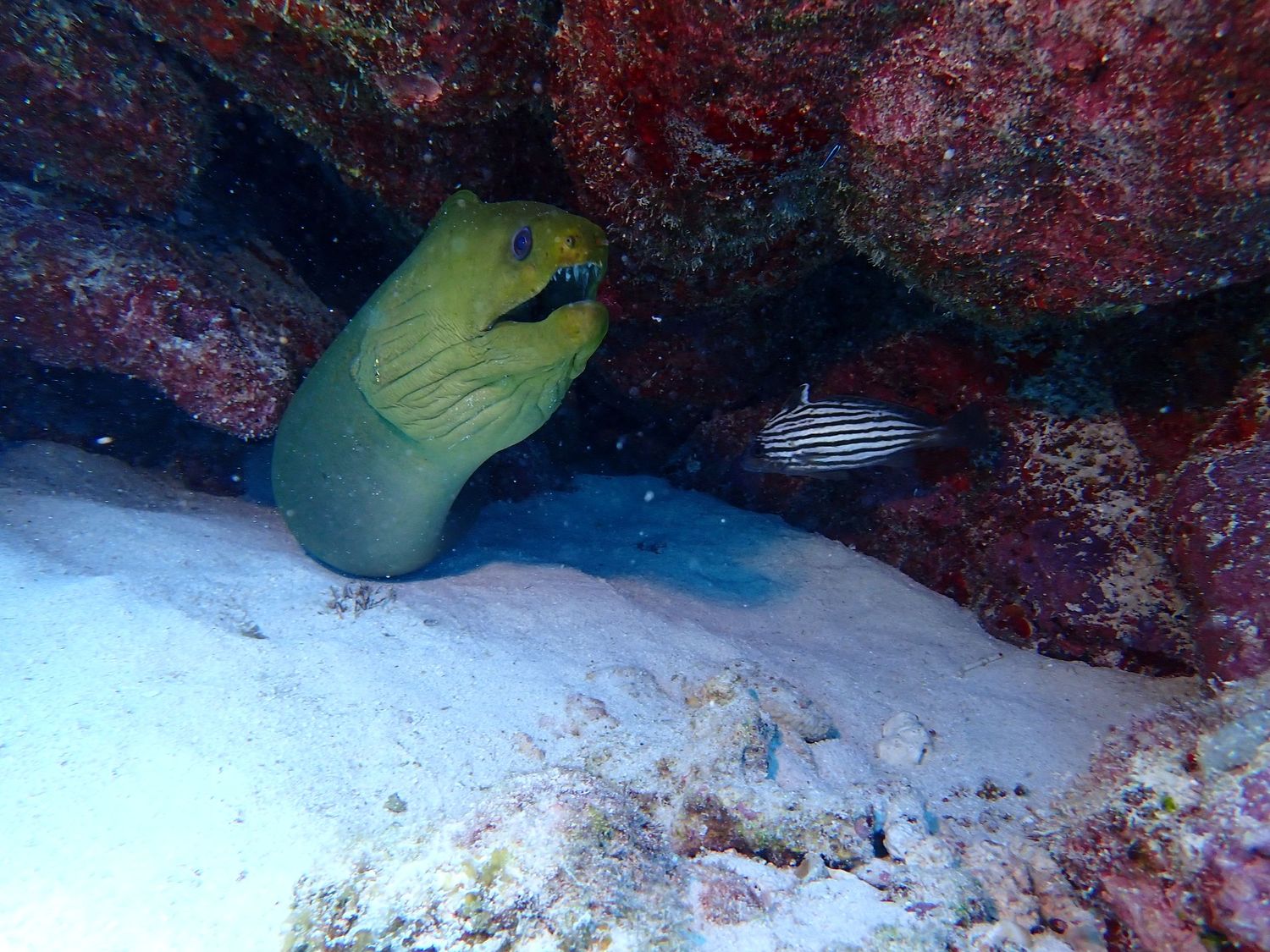 A Moray Eel hides inside it's red coral cave with a black and white striped fish.