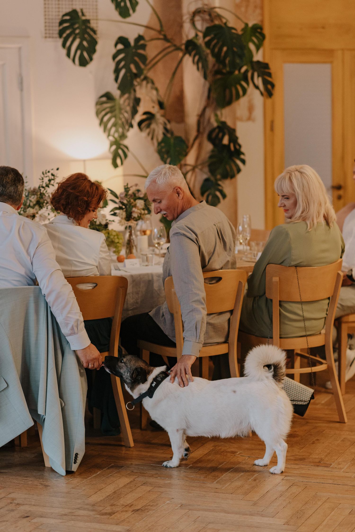 Small white dog interacting with people in a cozy restaurant setting.