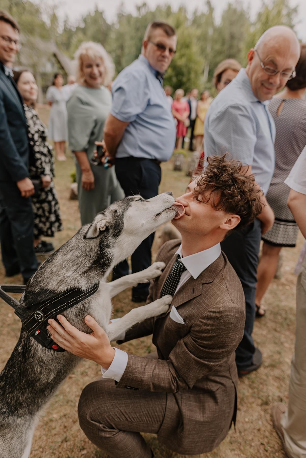 A husky dog gives an enthusiastic kiss to someone in a brown suit at an outdoor wedding gathering.