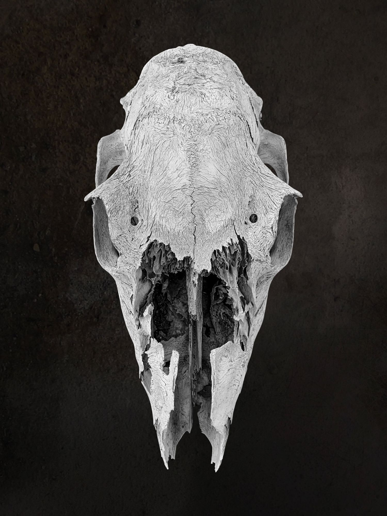 Elk Skull by Ash Moon