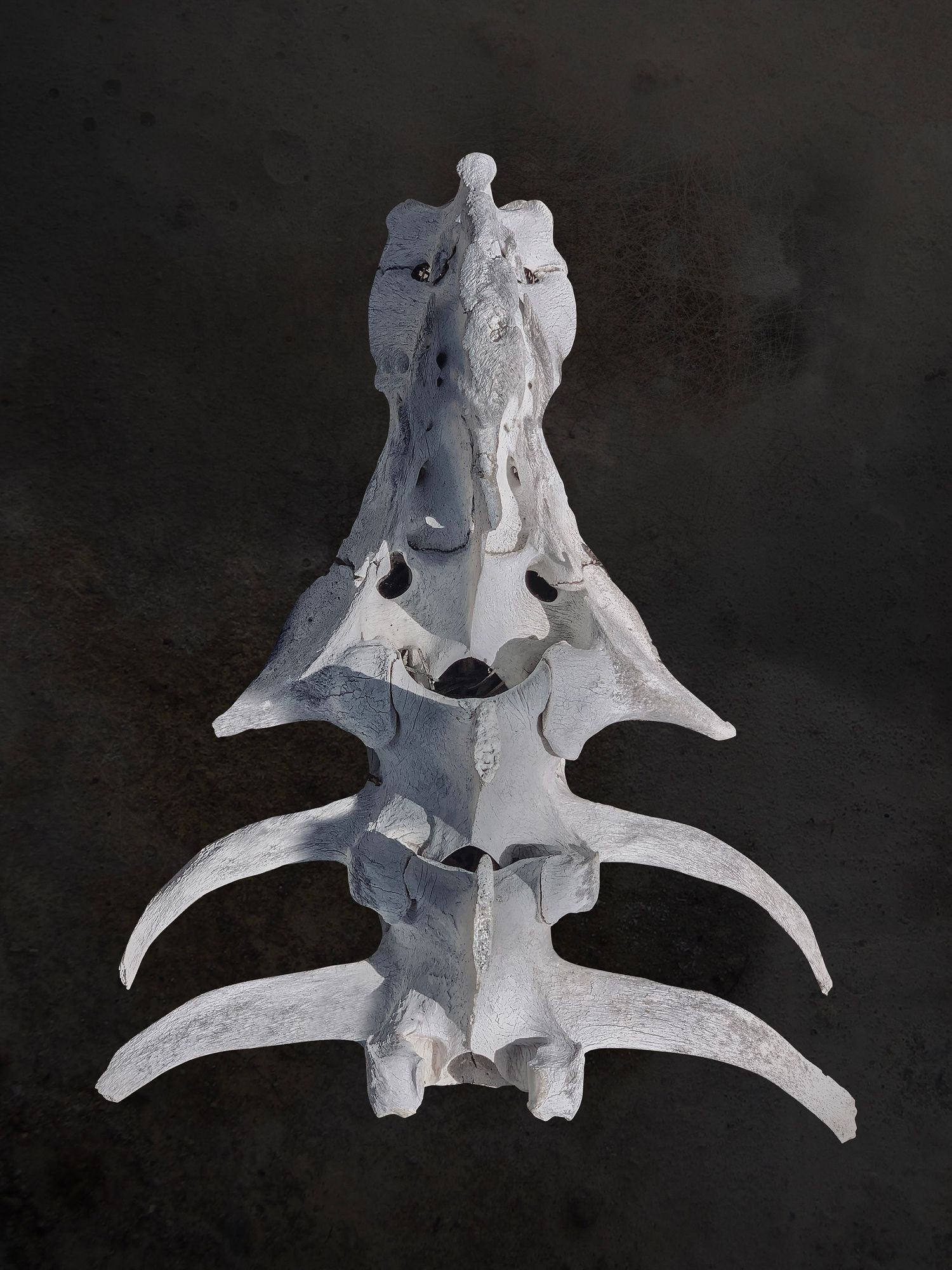 Animal Spine and Ribs by Ash Moon