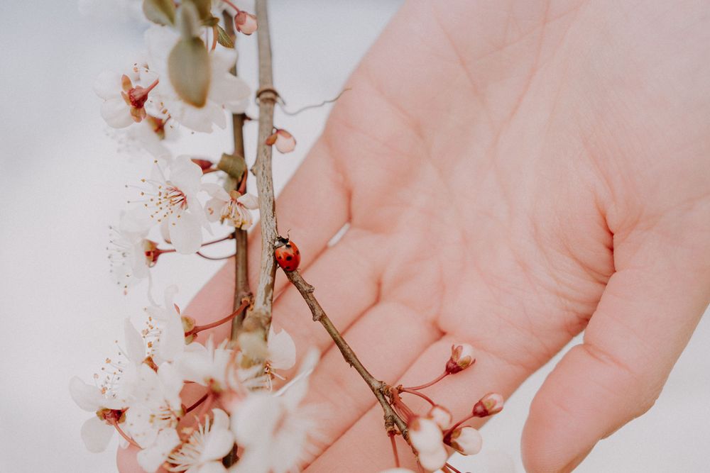A delicate hand gently touches blooming cherry blossom branches against a soft pastel background.