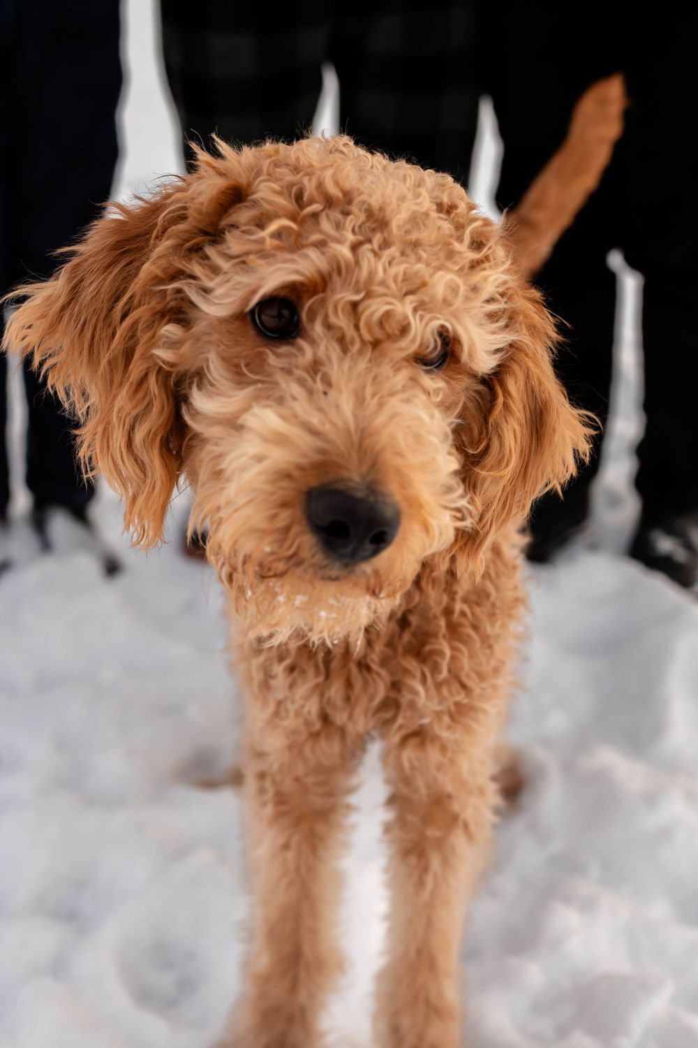 Adorable goldendoodle puppy with curly caramel-colored fur standing in snow with white candles in background.
