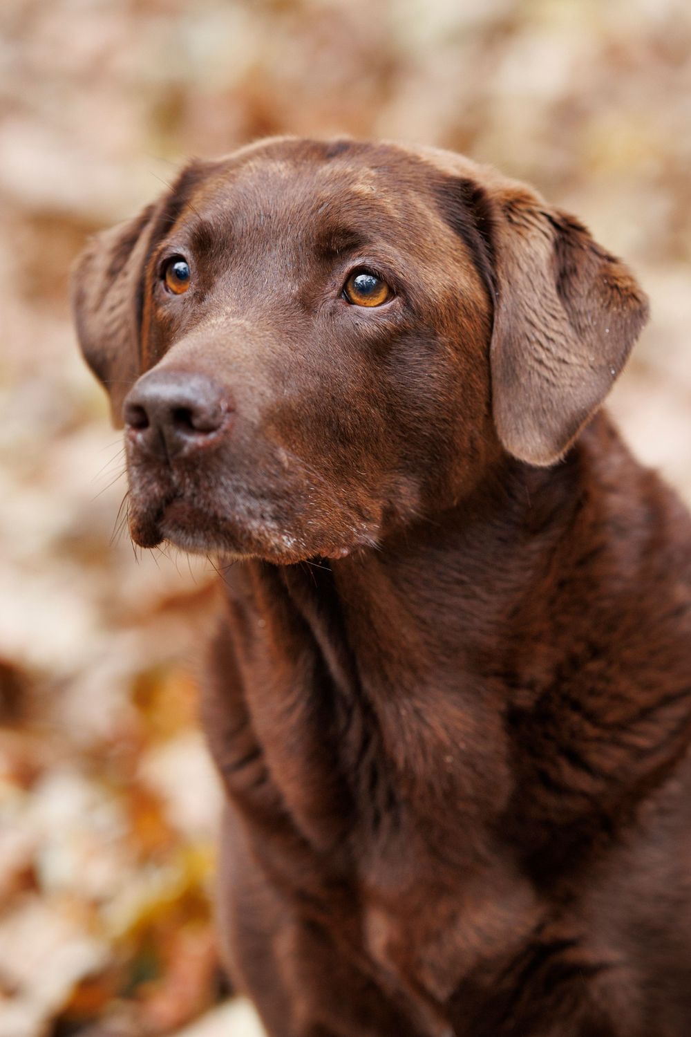 Nicky Jane photography pets