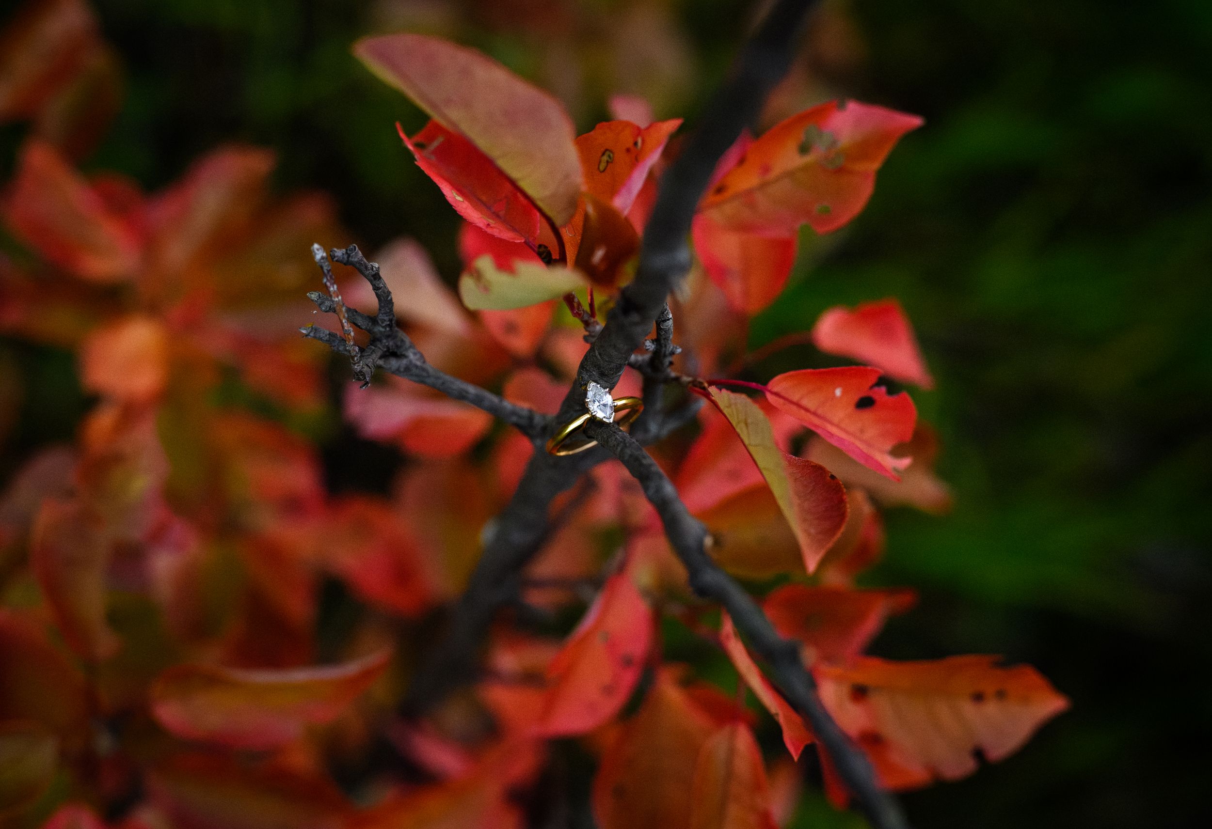 Close-up of autumn leaves with vibrant orange-red coloring against a dark blurred background.