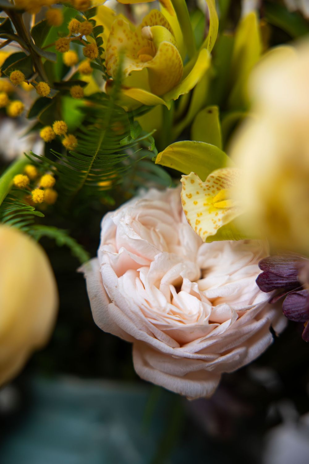 Pale pink garden rose nestled among yellow flowers and green foliage in soft focus.