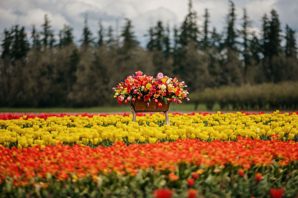 Floral centerpiece floating above fields of yellow and red flowers with evergreen forest backdrop.