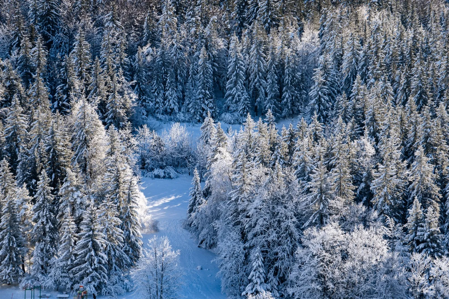 Vue aérienne d’une forêt de sapins enneigés traversée par une piste sinueuse.