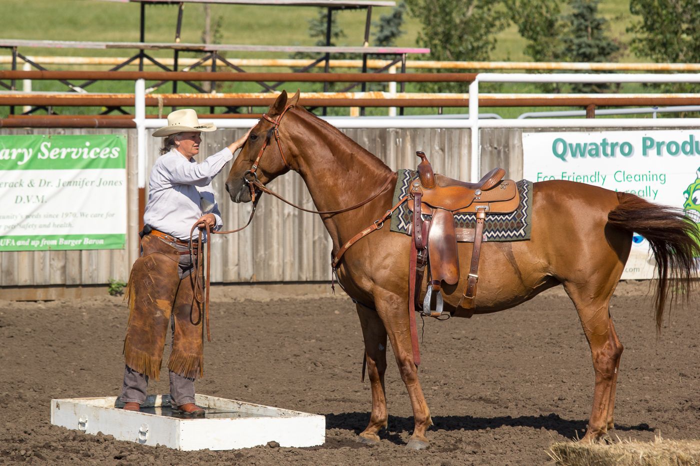 Rider standing on a block to groom a saddled brown horse in a fenced arena.