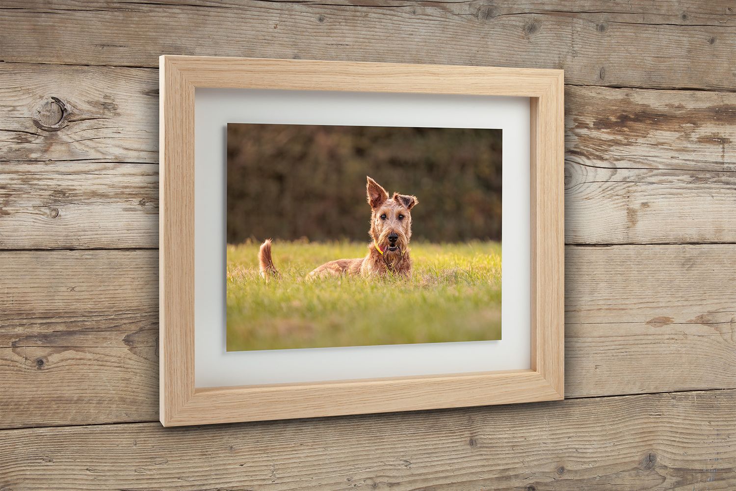 Framed portrait of a brown Yorkshire Terrier puppy sitting in sunlit grass.