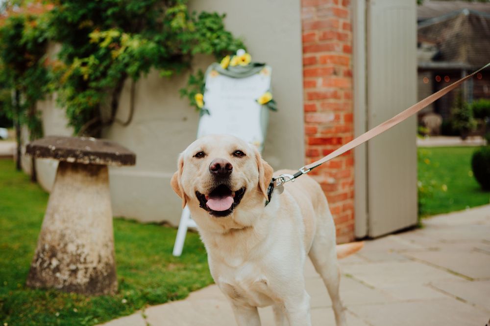 Happy yellow Labrador dog on leash smiles at camera in garden setting.