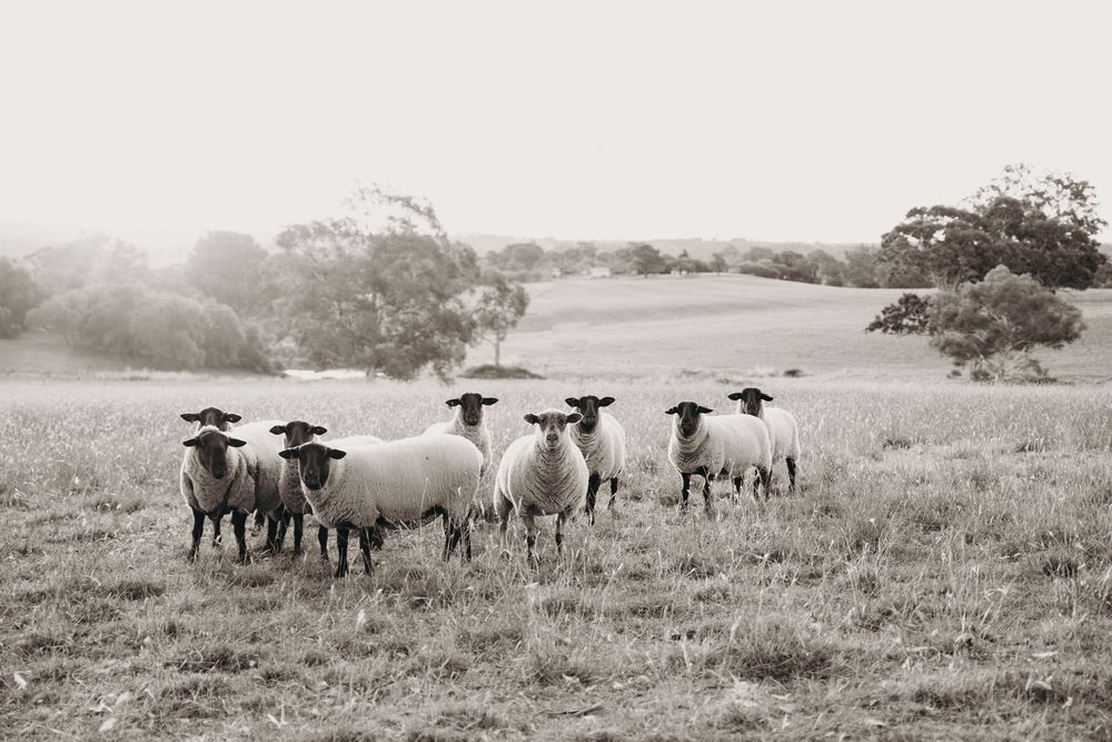 Kristielle Gibbons Photography art. Sheep art.