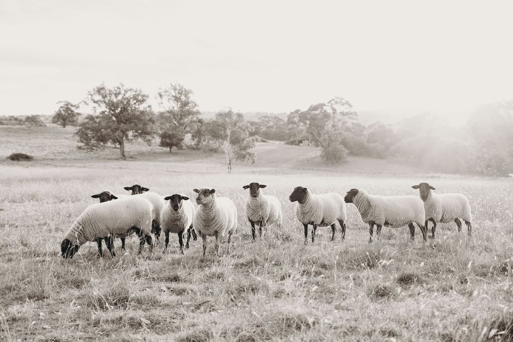 Kristielle Gibbons Photography art. Sheep art.