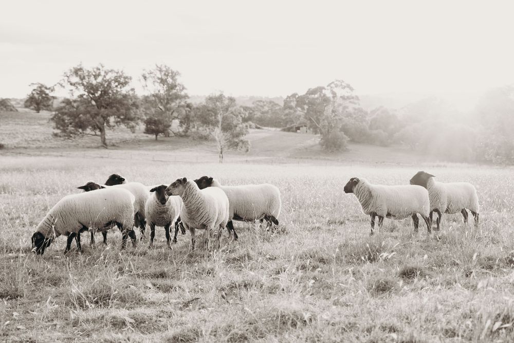 Kristielle Gibbons Photography art. Sheep art.