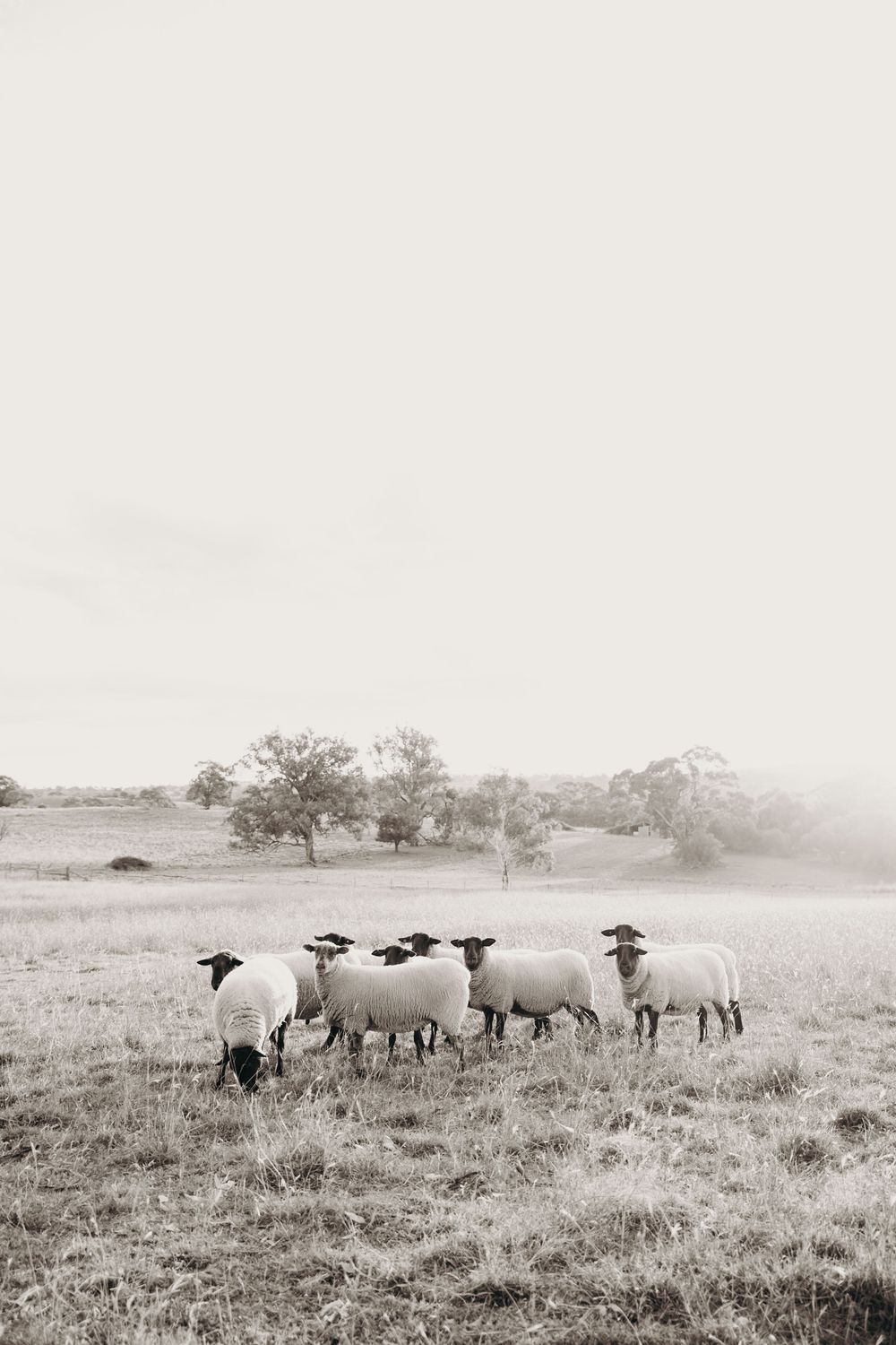 Kristielle Gibbons Photography art. Sheep art.
