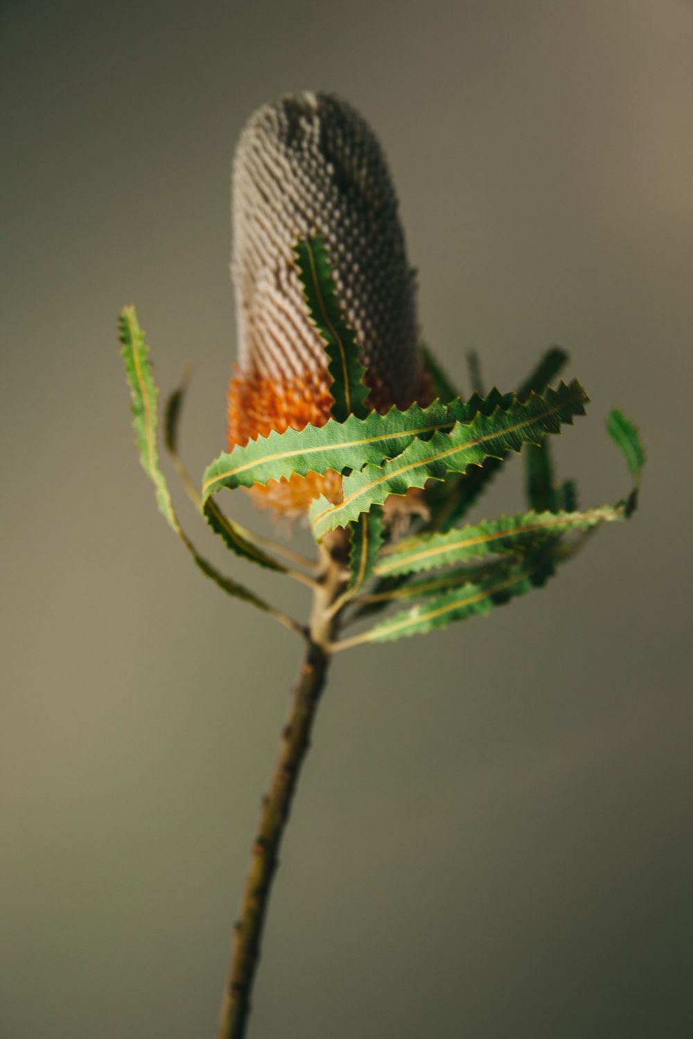 Close-up of an orange and grey Banksia flower bud with serrated green leaves.