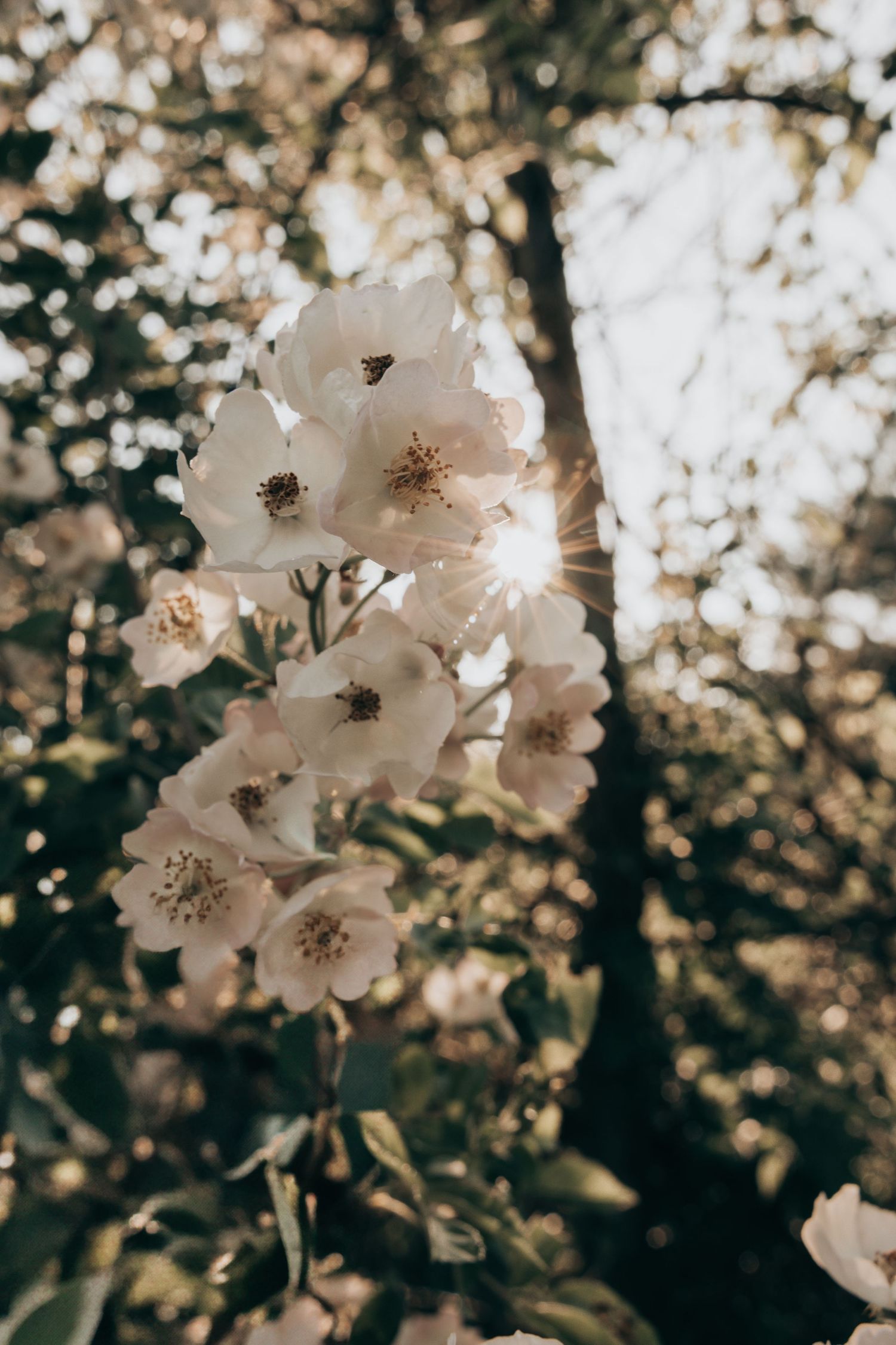 Delicate white cherry blossoms blooming against a dark bokeh background in spring sunlight.