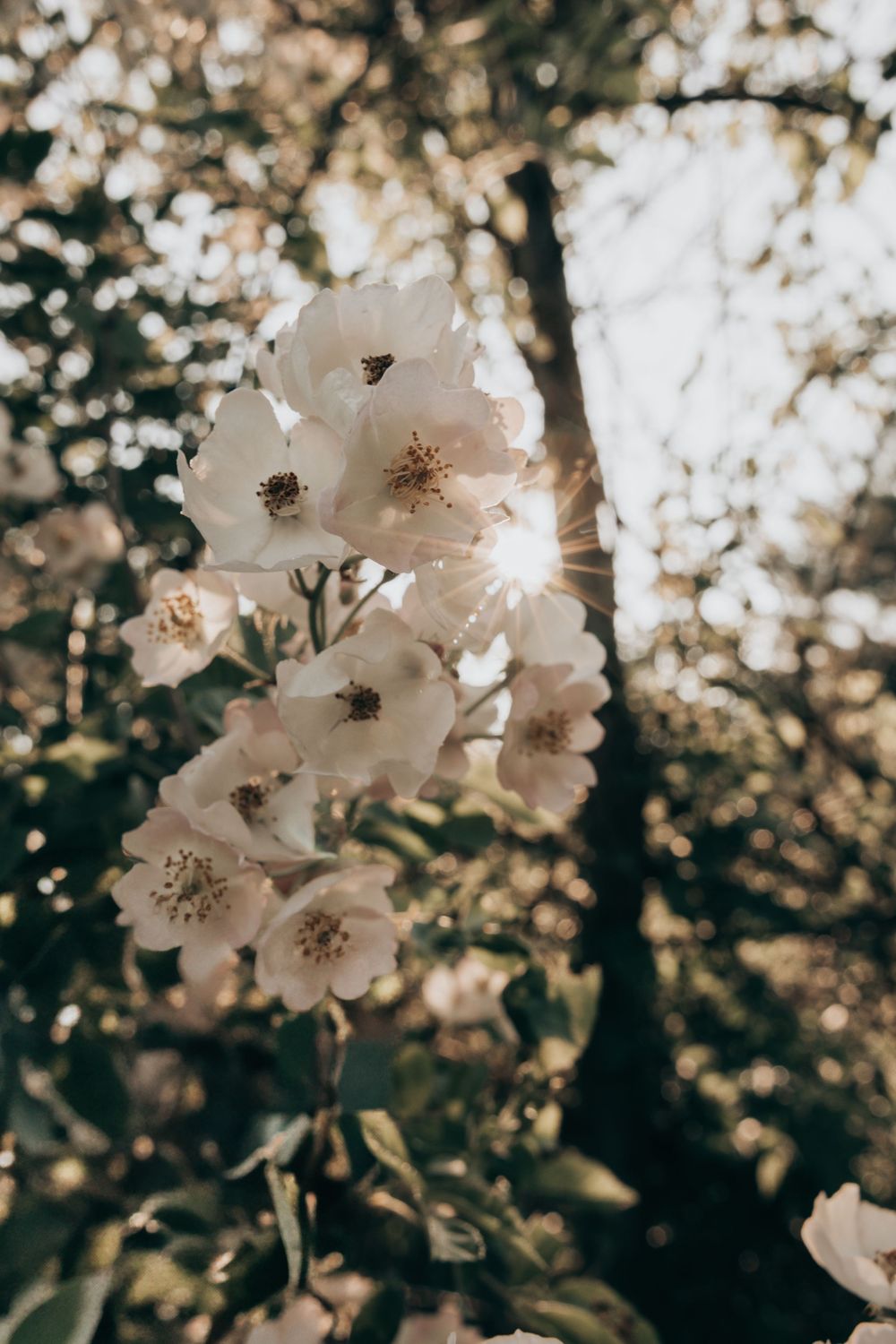 Delicate white cherry blossoms blooming against a dark bokeh background in spring sunlight.