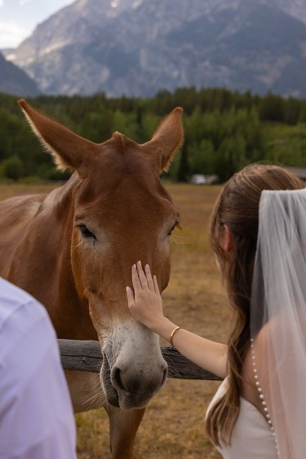 A bride in a white dress and veil gently pets a curious brown horse against a mountainous landscape.
