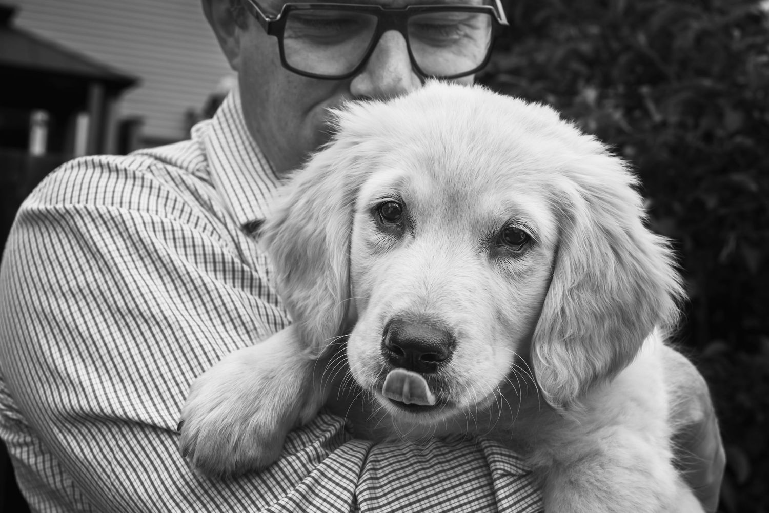 A Golden Retriever puppy with a gentle expression  and tongue sticking out is held close in black and white portrait photography.
