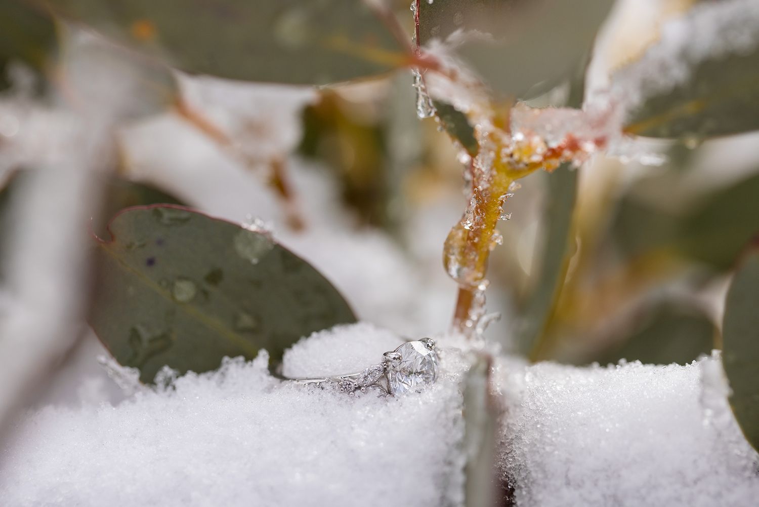 Close-up macro shot of an Engagement ring with delicate white snowflakes resting on gum leaf branches in winter.
