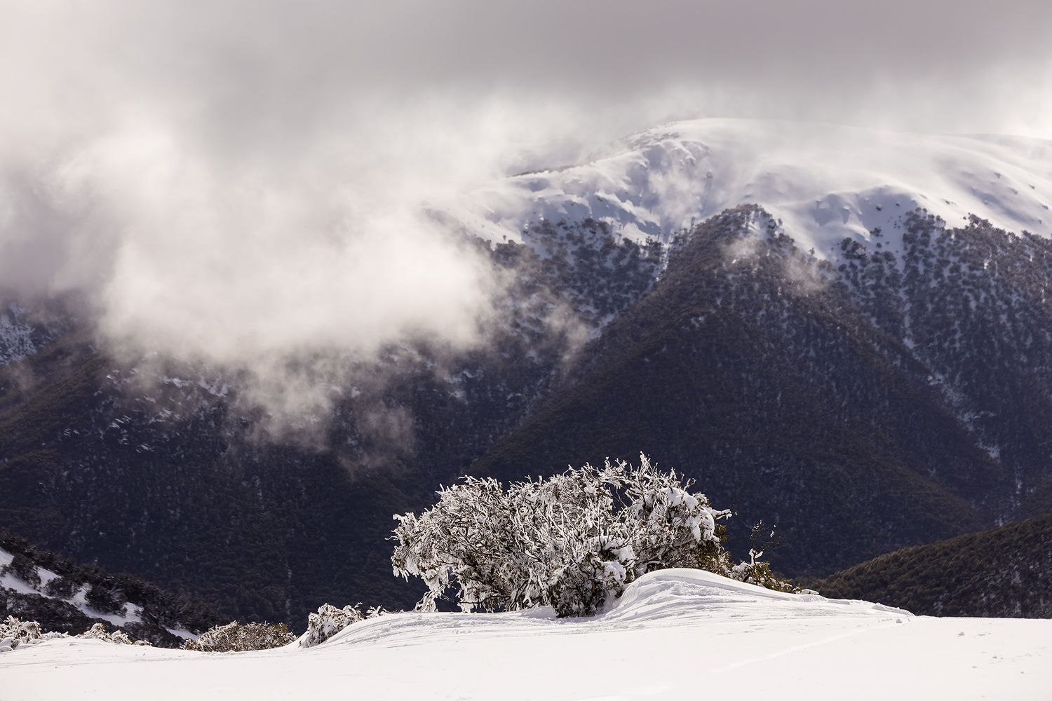 Snow-capped mountain peaks rise above misty clouds with a snow covered tree in a dramatic winter panoramic landscape at Falls Creek.