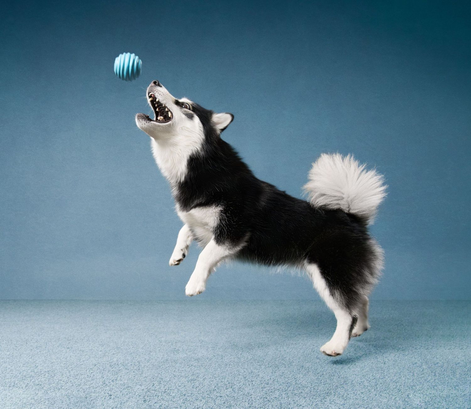 Professional dog photo of jumping dog with toy