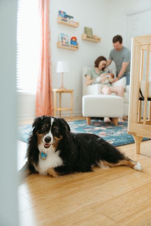 A Bernese mountain dog lies comfortably on wooden flooring in a bright, modern living room interior.