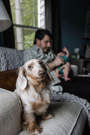 A small tan long-haired dachshund puppy relaxes on a gray couch while looking up with an adorable expression.