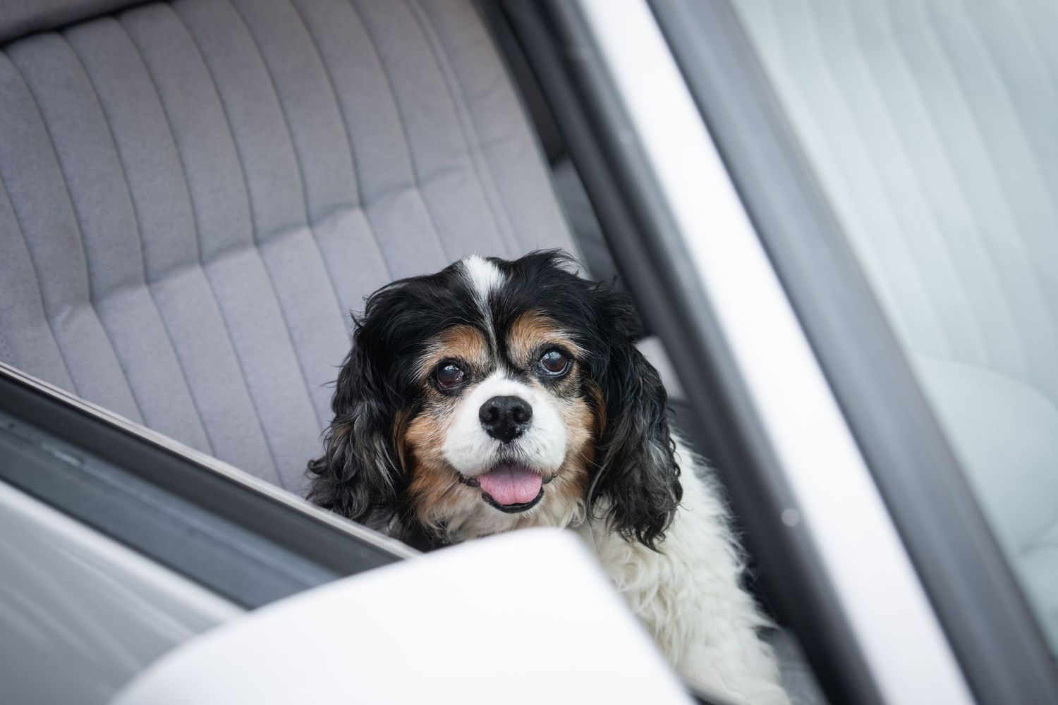 A happy Cavalier King Charles Spaniel dog looking out from inside a car with a joyful expression.