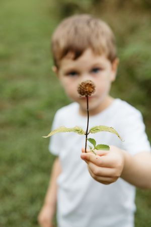 A dried allium flower head held up close to the camera by someone wearing a white shirt against a blurred green background.
